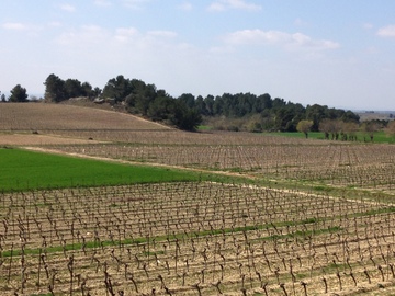 Southwest wines, Languedoc wines
